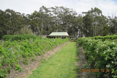 Pennyroyal Raspberry Farm & Cidery - Great Ocean Road Tourism 6