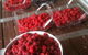 Pennyroyal Raspberry Farm & Cidery - thumb 7