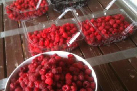 Pennyroyal Raspberry Farm & Cidery - Great Ocean Road Tourism 7
