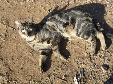 Woodvale At Cooma - Great Ocean Road Tourism 5