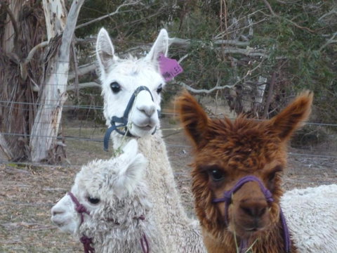 Woodvale At Cooma - Great Ocean Road Tourism 1