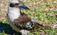 Kookaburras At Smiths - thumb 5