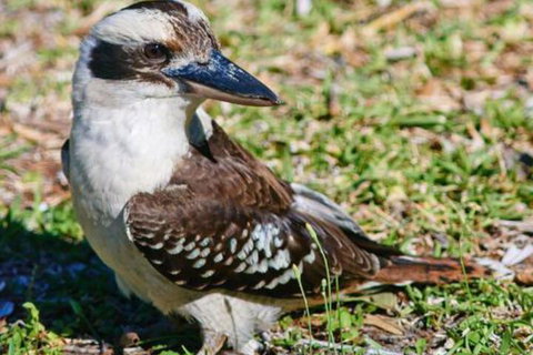 Kookaburras At Smiths - Great Ocean Road Tourism 5