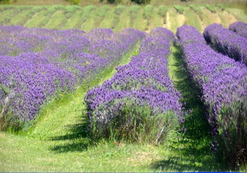 Chestnut Daylesford - Great Ocean Road Tourism 5