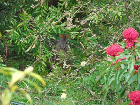Southern Forest Accommodation - Great Ocean Road Tourism 3