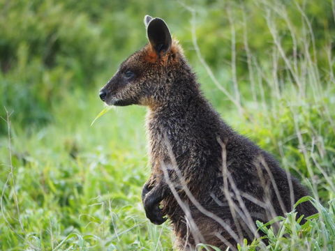 Douglas Riverside - Great Ocean Road Tourism 1