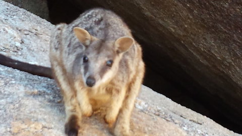 Arcadia Beach Guest House - Great Ocean Road Tourism 1