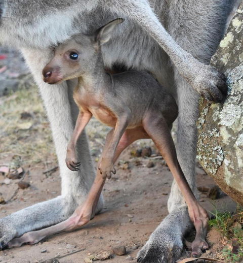 Valley View Luxury Retreat - Great Ocean Road Tourism 3