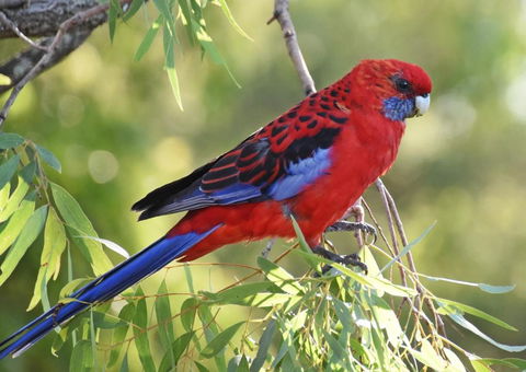 Valley View Luxury Retreat - Great Ocean Road Tourism 6