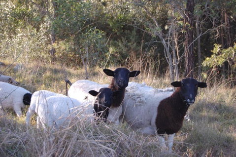 Cadair Cottages - Great Ocean Road Tourism 1