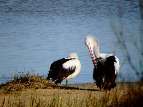 Lazy Lobster Holiday Units & Chalets - Great Ocean Road Tourism 5