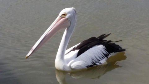 PS Federal Retreat Paddle Steamer Goolwa - Great Ocean Road Tourism 5