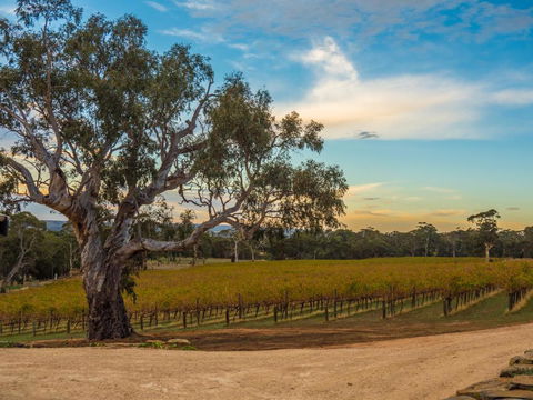 Shadow Creek McLaren Vale - Great Ocean Road Tourism 3
