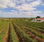 Barossa Valley Lyndoch - Great Ocean Road Tourism