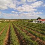 Barossa Valley Lyndoch - Great Ocean Road Tourism 0