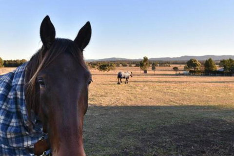Clydesdale Cottage On Talga With Real Clydesdale Horses - Great Ocean Road Tourism 0