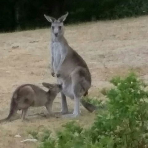 Kookas Cottage - Great Ocean Road Tourism 1