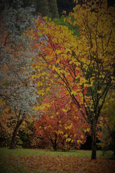 BROWNS COTTAGE - Great Ocean Road Tourism 4