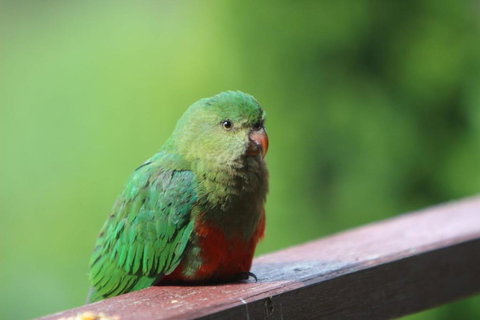 BROWNS COTTAGE - Great Ocean Road Tourism 2