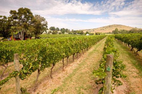 Fergusson Winery Homestead Accomodation - Great Ocean Road Tourism 3