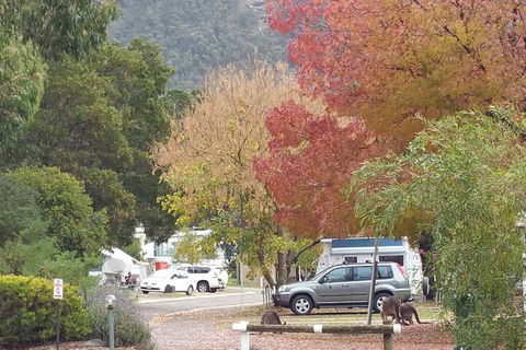 Breeze Holiday Parks - Halls Gap - Great Ocean Road Tourism 5