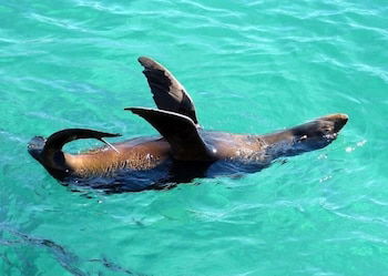 Coastal Comfort Motel - Great Ocean Road Tourism 1