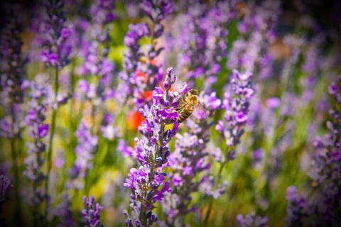 Brayfield Cottage - Great Ocean Road Tourism 6