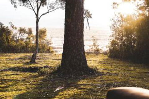 Seagrass On Sunset Bay - Great Ocean Road Tourism 1