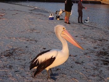 Selene Holiday Apartment AtWest Beach - Great Ocean Road Tourism 6
