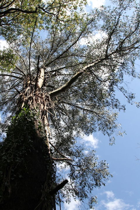 Gatehouse Cottage At Merrow Cottages - Mt Dandenong - Great Ocean Road Tourism 4