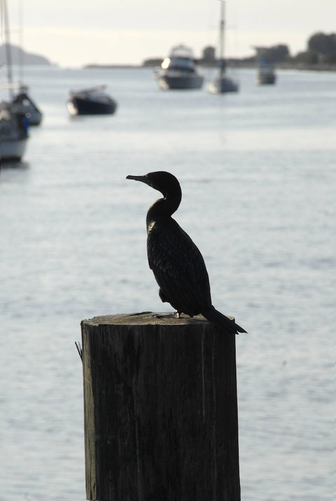 Mariners On The Waterfront - Great Ocean Road Tourism 3