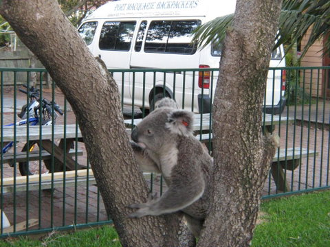 Port Macquarie Backpackers - Great Ocean Road Tourism 3