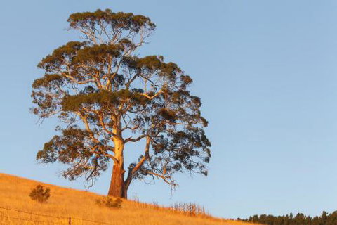 2 Dukes Daylesford - Great Ocean Road Tourism 5