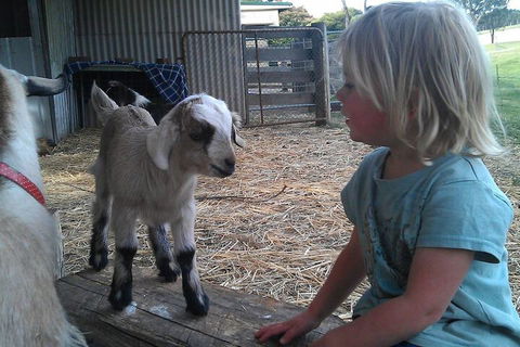 Fernleigh Farmstay & Bike Park - Great Ocean Road Tourism 5