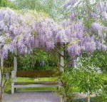 Amelina Cottages - Great Ocean Road Tourism
