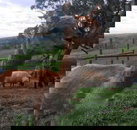 Morella Farm Stay - Great Ocean Road Tourism