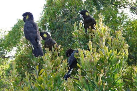 Eagles Rise Tasmania - Great Ocean Road Tourism 5