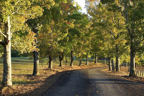 Clarendon Forest Retreat - Great Ocean Road Tourism 2