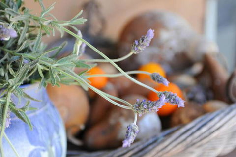 Lavender Farm - Great Ocean Road Tourism 5