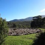 Stavely ACT Great Ocean Road Tourism