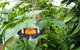 Batchelor Butterfly Farm - thumb 6