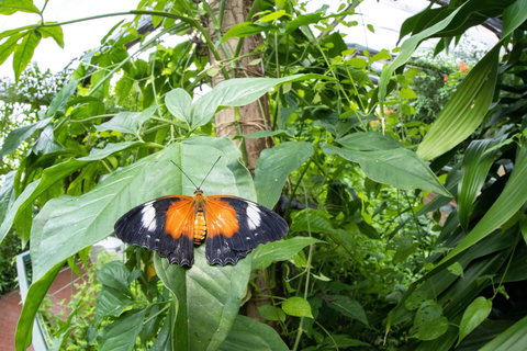 Batchelor Butterfly Farm - Great Ocean Road Tourism 6