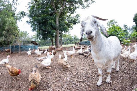 Batchelor Butterfly Farm - Great Ocean Road Tourism 1