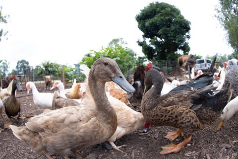 Batchelor Butterfly Farm - Great Ocean Road Tourism 4