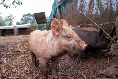 Batchelor Butterfly Farm - Great Ocean Road Tourism 0