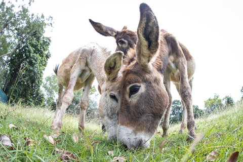 Batchelor Butterfly Farm - Great Ocean Road Tourism 3