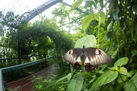 Batchelor Butterfly Farm - Great Ocean Road Tourism 5