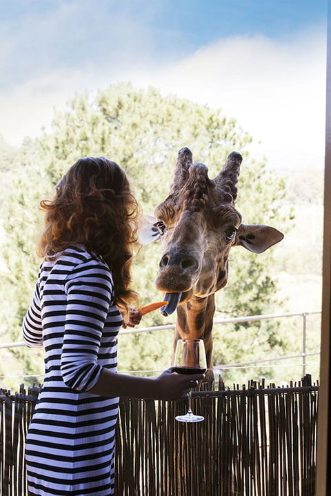 Jamala Wildlife Lodge - Great Ocean Road Tourism 1