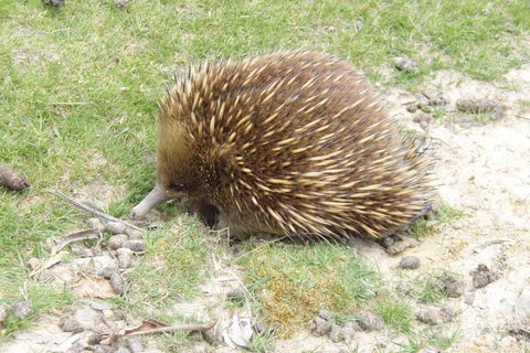 Base Camp Tasmania - Great Ocean Road Tourism 3