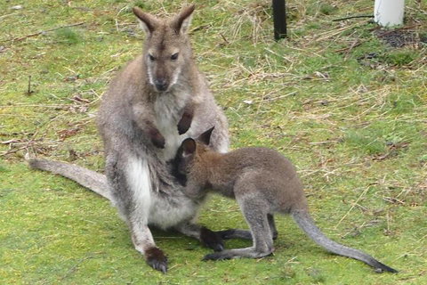 Base Camp Tasmania - Great Ocean Road Tourism 5